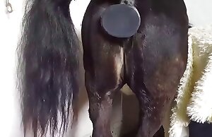 Tư thế làm tình như chó với ngựa trong clip khiêu dâm sở thú miễn phí