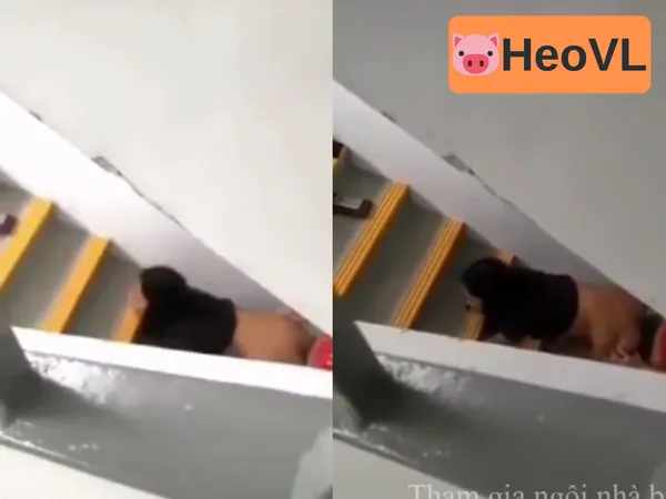 sex việt sục cu Quay lén cặp đôi giã nhau dưới cầu thang